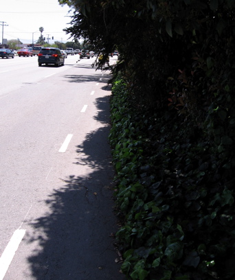 Staff's claimed "choke point", the overgrowth at El Camino (NW corner).